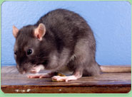 rat control Bedworth